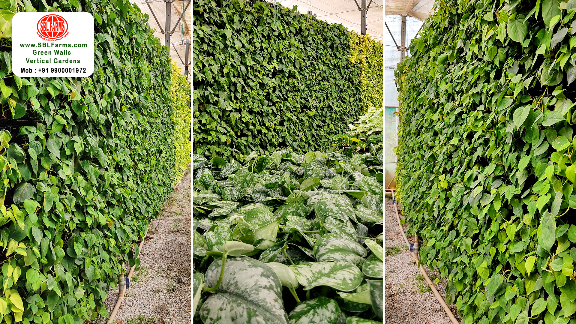 Sbl Farms Green walls and Living walls, Vertical Garden, Bio Curtains,green wall vertical garden service providers at bangalore